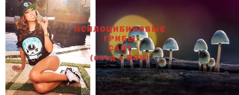 Галлюциногенные грибы Psilocybine cubensis  где найти   Никольск 